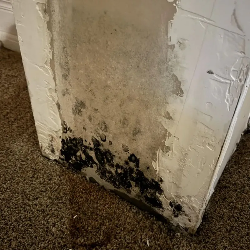 Professional Mold Removal in Kingston, OK